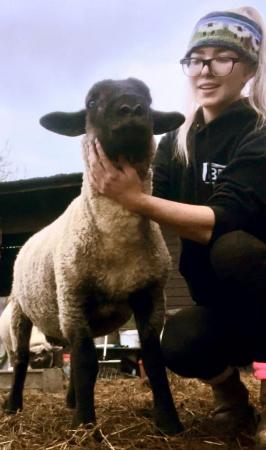 Image 2 of Suffolk Tup Proven Lad - Up to date with all dosing