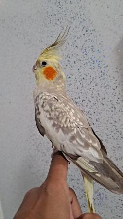 Image 2 of Young cockatiel hand tammed for sale