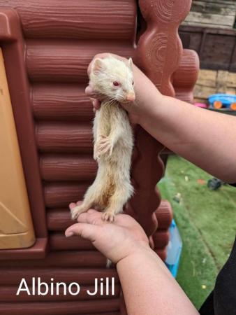 Image 1 of 1-2 year old hobs and Jill’s ferret available
