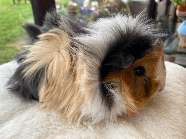 Image 18 of Beautiful female guinea pigs 3 months old
