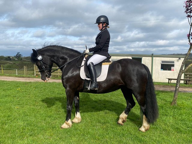 Preview of the first image of Stunning registered section d mare. 14.2hh. 8yrs.