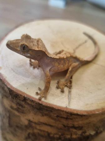 Image 4 of CB23 - Harlequin Crested Gecko x2
