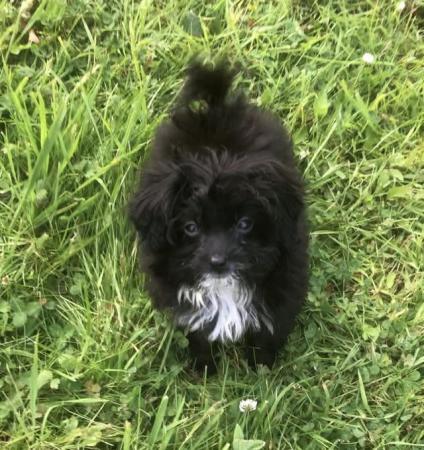 Image 20 of Toy poodle x papillon super tiny fully vaccinated