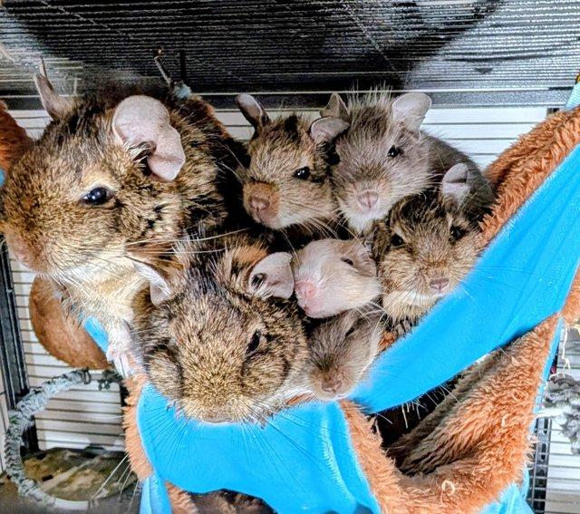 Lovely Degus male and female available — photo 2 of 4