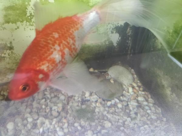 Image 2 of Two FREE goldfish, no need to buy