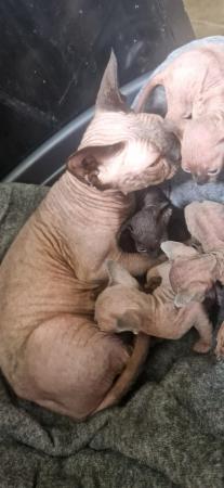 Image 5 of 3 sphynx kittens left. READY 11TH JULY