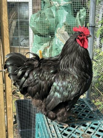 Image 2 of Black Orpington Rooster for sale