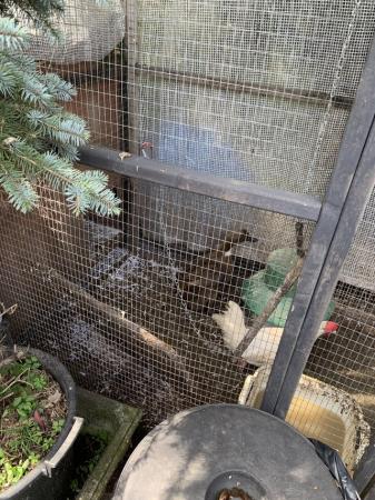 Image 3 of 3 laying chickens 2 female ducks and large walk in coop