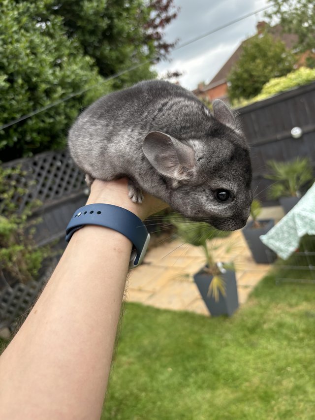 Preview of the first image of Male standard grey chinchilla ready now.