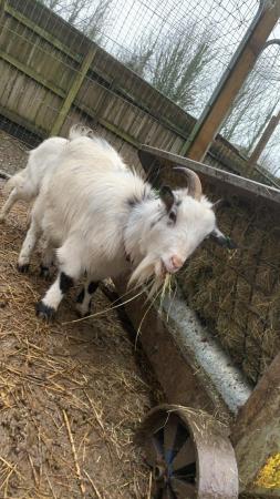 Image 1 of 2 Pygmy Goats Weather Brothers