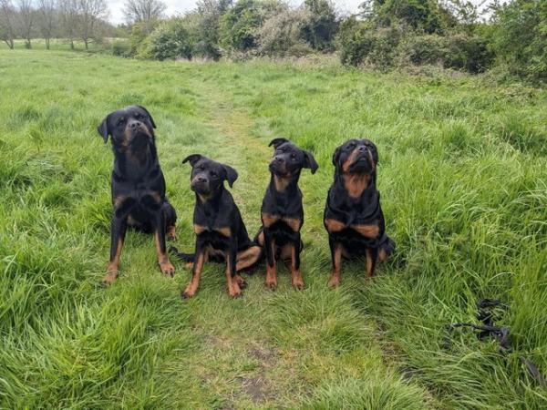 Image 2 of 2 Trained KC Rottweiler Pups