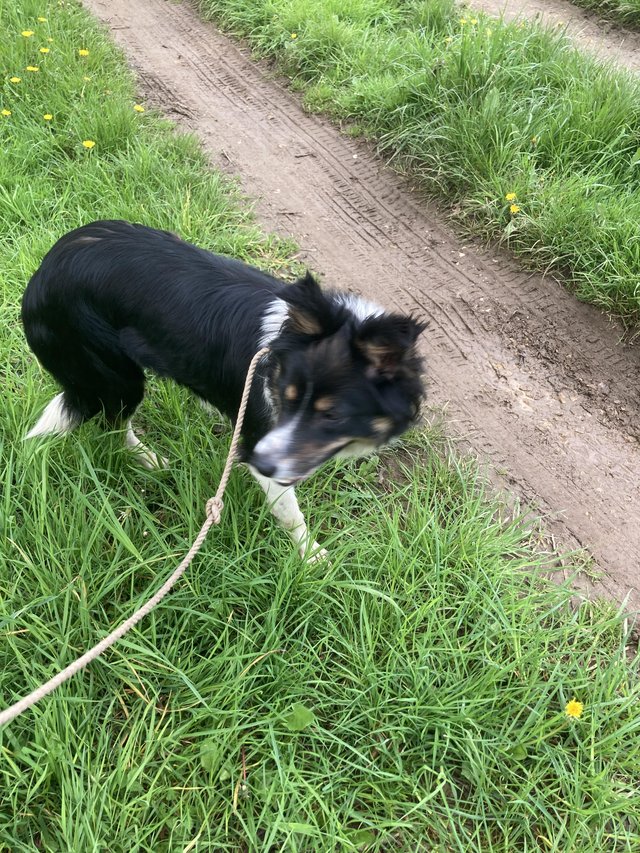 Part trained hot sale sheepdogs for sale