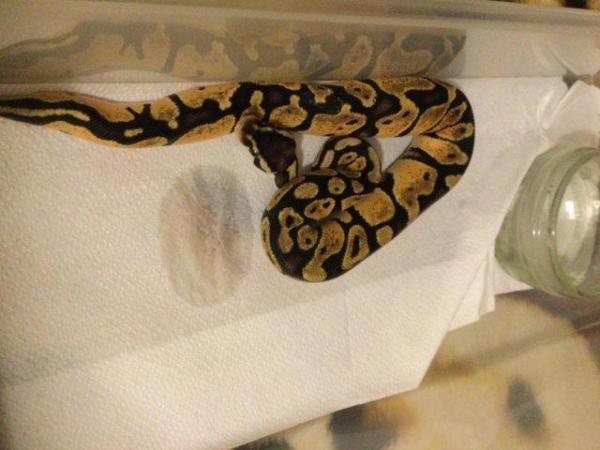 Image 2 of Mojave pastel het ghost baby ball python