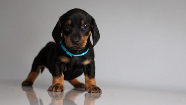 Image 21 of Strong and Healthy Dachshunds