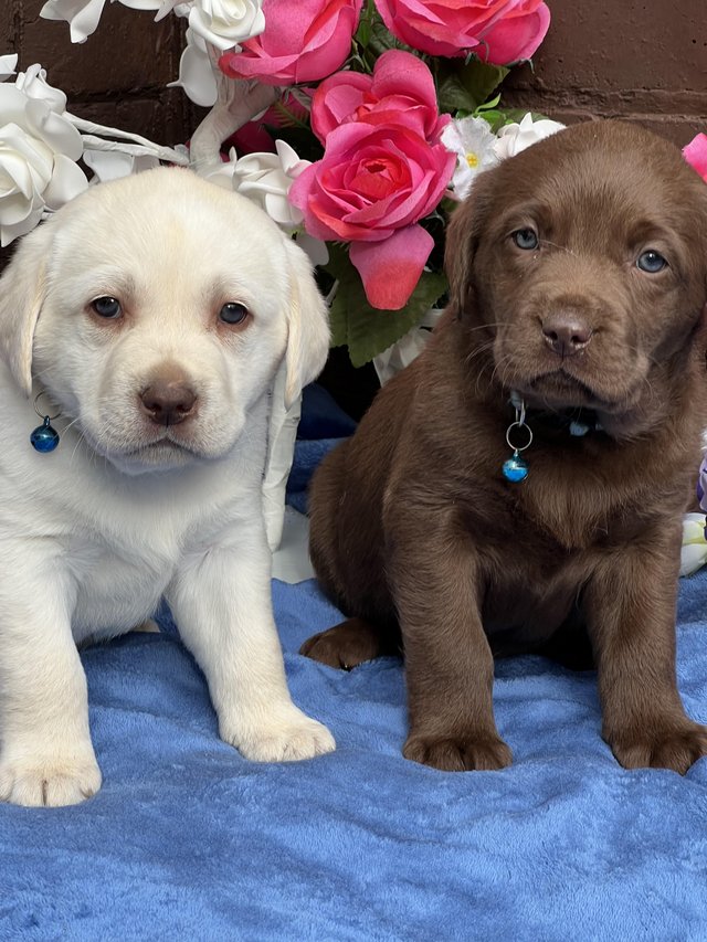 Preview of the first image of Adorable Labrador puppies  pure white.