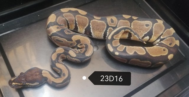 Image 8 of Royal Pythons to clear various genes