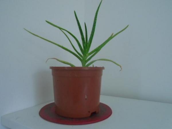 Image 2 of Aloe vera plants, buy one get one free