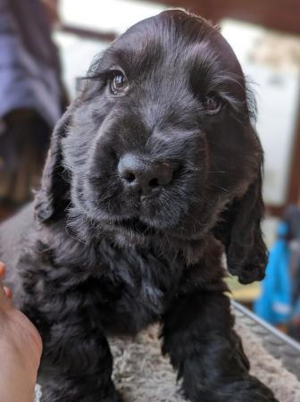 Image 3 of Unusual Solid Black KC Reg Show Pups Available!