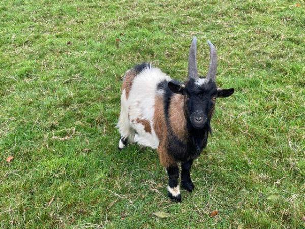 Image 2 of Pygmy Goat Billy for sale 18 months old