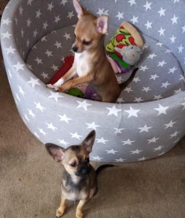 Image 11 of very small chihuahua pups for sale  only 1 boy n 1 girl left