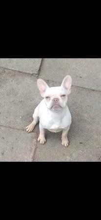 Image 1 of Beautiful tiny platinum frenchie girl