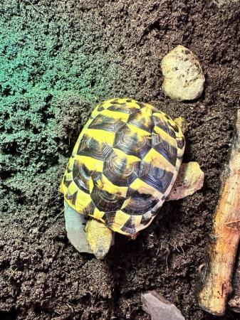 Image 3 of 1.5 year old Hermanns tortoise with set up