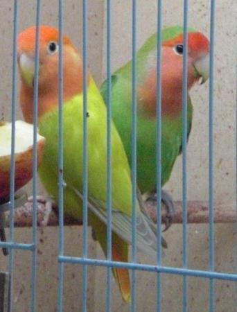 Image 5 of Ringneck - Quaker - Kakariki - Lovebird - Parrotlet Chicks
