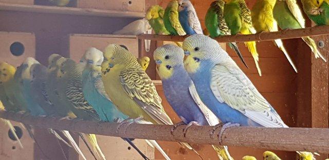 Image 6 of Budgies for sale variety of colours