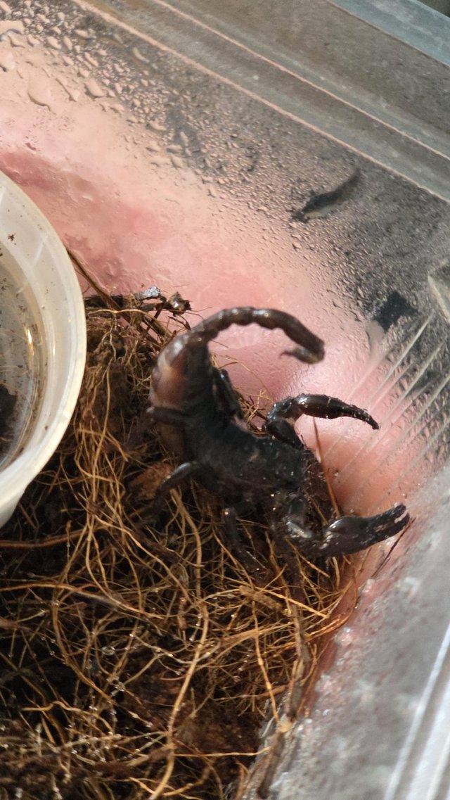 Scorpions asain forest £10 each