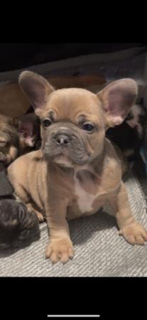 Image 12 of Beautiful French bulldog puppies ready to leave