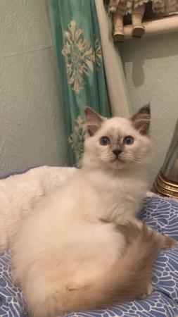 Image 13 of Regis insured fully vaccinated pure Ragdoll kittens £550
