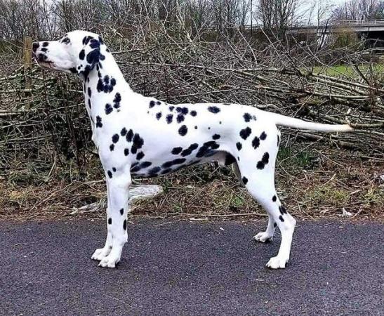 Image 5 of Dalmatian puppies absolutely gorgeous!