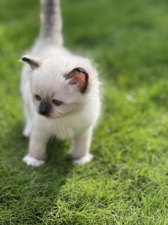 Image 1 of Stunning seal mitted beautiful girl big blue eyes