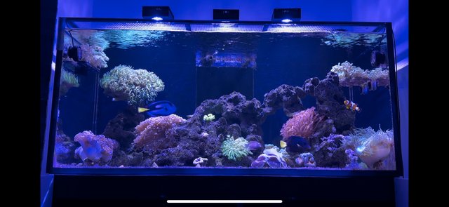 Preview of the first image of Complete Reef Tank setup for sale Retail over £7,000!.