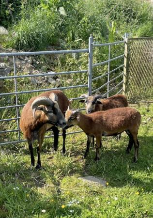 Image 2 of Rare Breed CAMEROON intact RAMS + Soay Wether Compan LL65 4