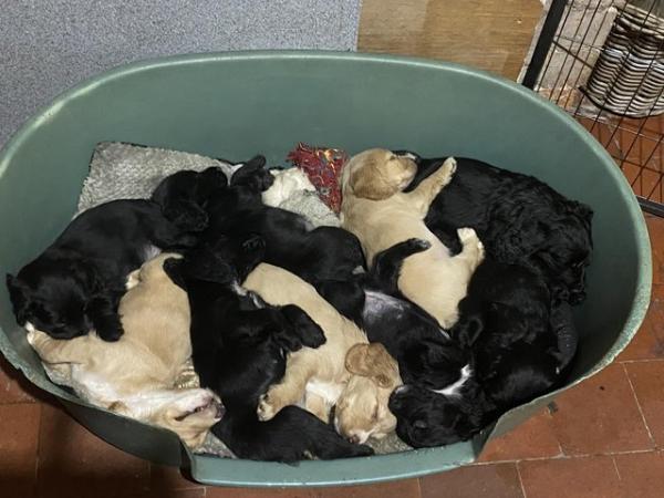 Image 2 of *1 LEFT* Beautiful sprocker puppies from working parents