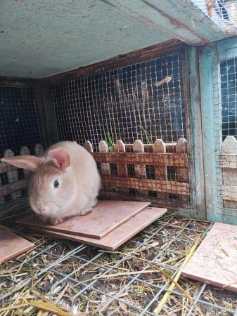 Image 1 of Friendly male rabbit for sale