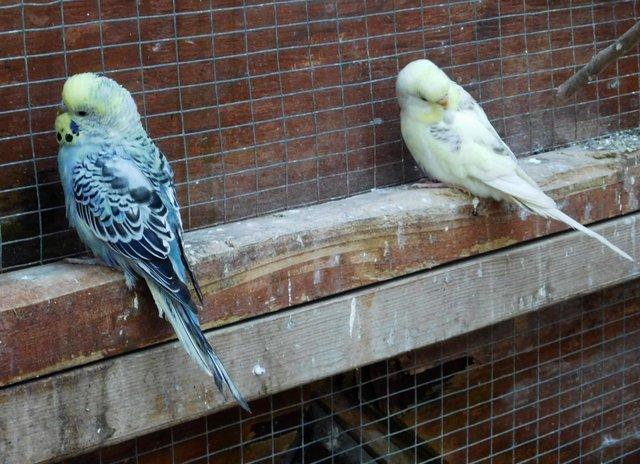 Preview of the first image of Budgies 4 Sale Friendly Suit Indoor Pets & Aviaries.