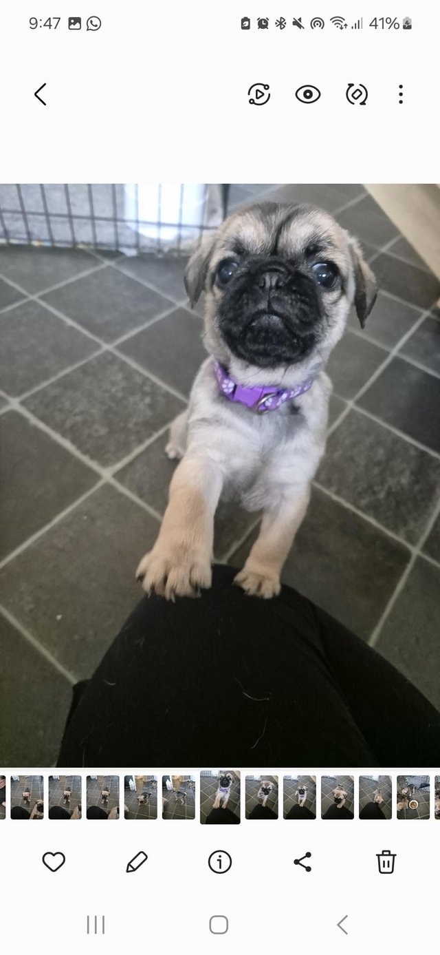 Preview of the first image of Beautiful Pug girl puppy.