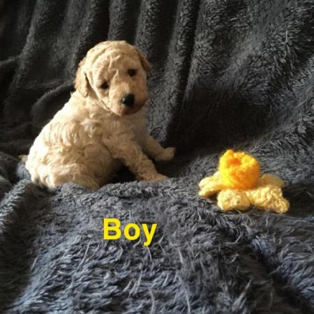 Image 4 of DNAHealth tested Champagne Toy Poodle pups READY NOW!