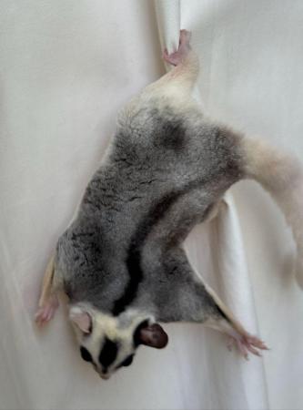 Image 11 of TWO BEAUTIFUL MOSAIC SUGAR GLIDERS – BROTHERS