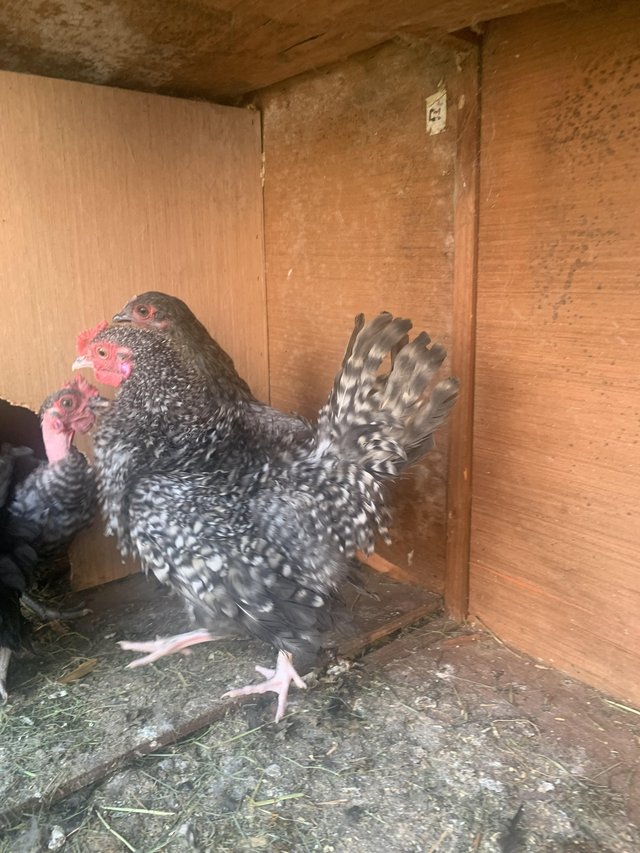 Preview of the first image of young cuckoo frizzle cockerel Alfreton.