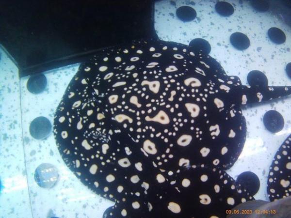 Image 5 of Pure Black diamond stingray