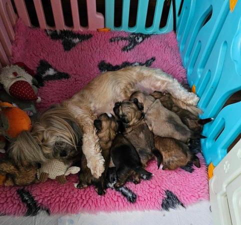 Image 4 of Lhasa apso puppiesfor sale