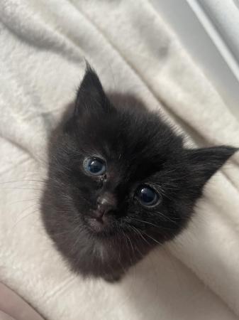 Image 5 of 2 black kittens for sale