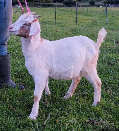 Image 3 of "Cammy" female doeling for sale