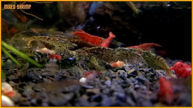 Image 1 of Mixed Cherry Shrimp for Tropical Tank