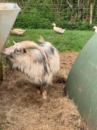 Image 3 of Proven Billy Pygmy Goats