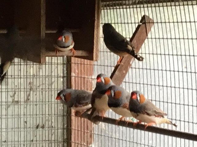 2026 Zebra finch pair for sale — photo 2 of 4
