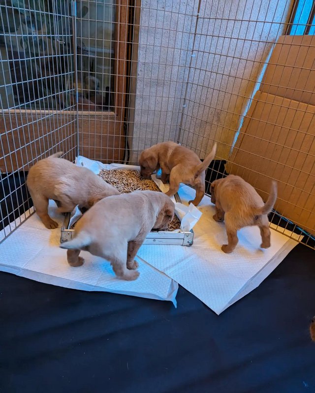 Preview of the first image of Fox red Labrador puppies, view with Mum and Grandma.